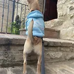 Il Sementone * Assisi