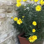 Il Sementone Assisi