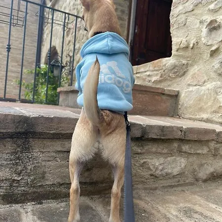 Il Sementone * Assisi