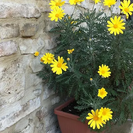 Il Sementone Assisi