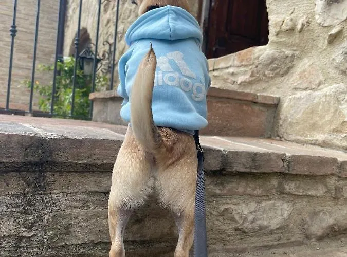 Il Sementone * Asyż